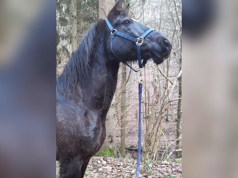 PRE Mix Wallach 19 Jahre 160 cm Rappe in Wershofen