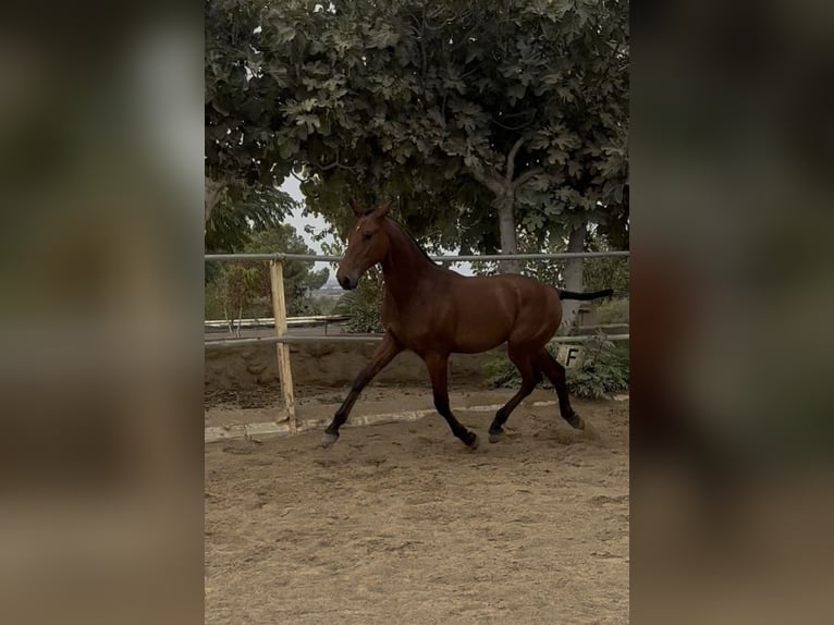 PRE Mix Wallach 1 Jahr 148 cm Brauner in Carmona