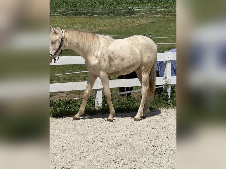 PRE Mix Wallach 1 Jahr 159 cm Cremello in Beutelsbach