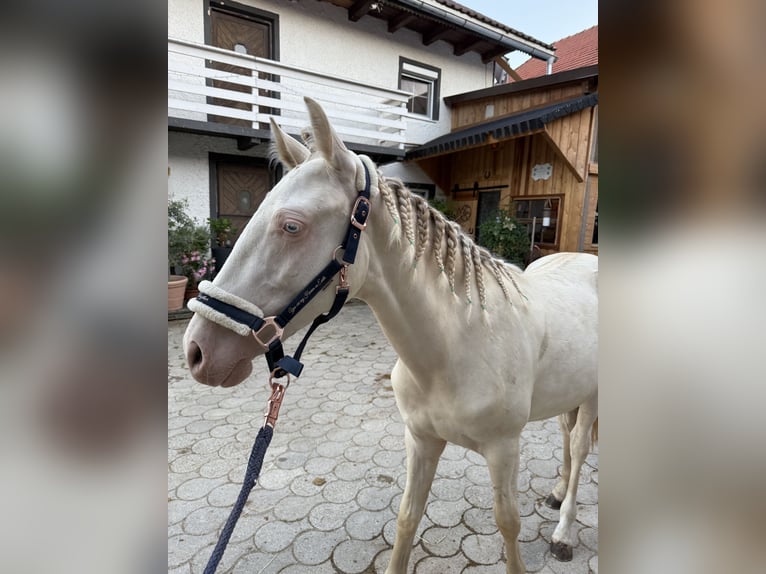 PRE Mix Wallach 1 Jahr 159 cm Cremello in Beutelsbach