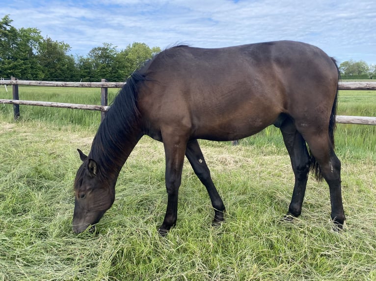 PRE Mix Wallach 1 Jahr 168 cm Rappe in Rilland