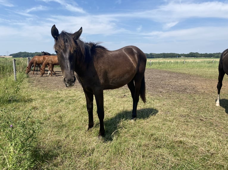 PRE Mix Wallach 1 Jahr 168 cm Rappe in Rilland