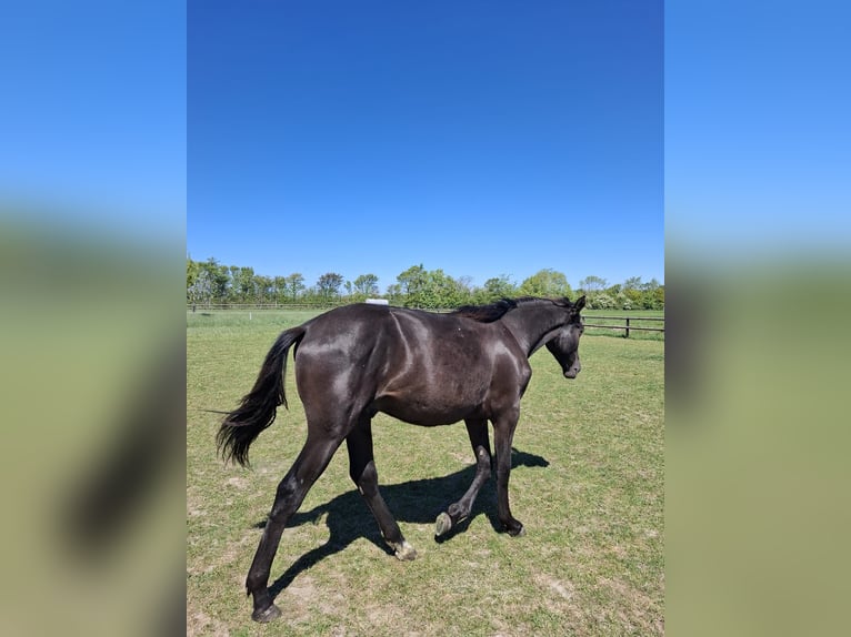 PRE Mix Wallach 1 Jahr 168 cm Rappe in Rilland