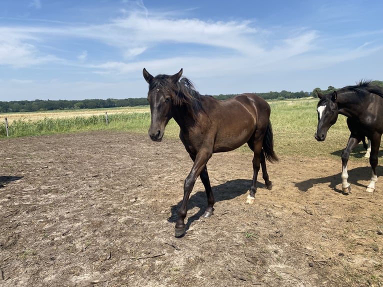 PRE Mix Wallach 1 Jahr 168 cm Rappe in Rilland