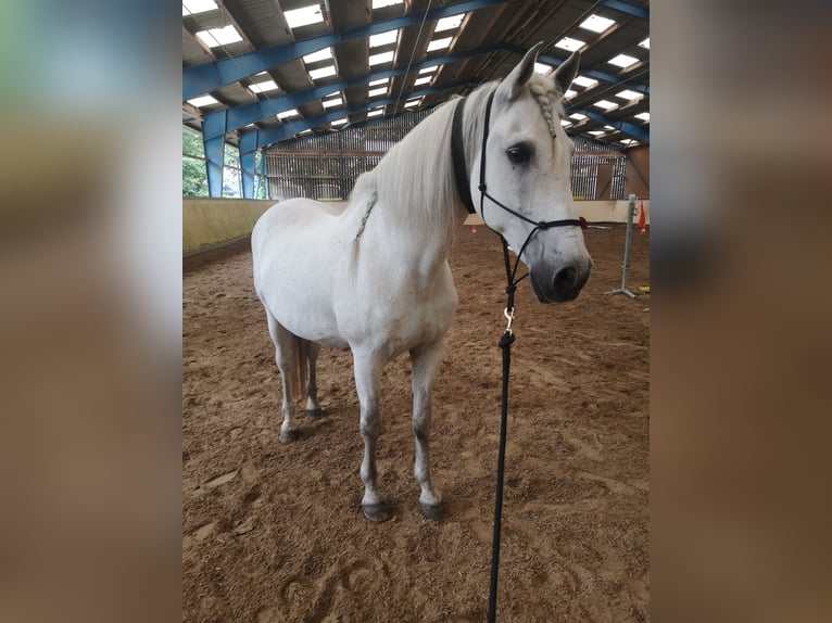 PRE Wallach 23 Jahre 157 cm Schimmel in B&#xF6;nningstedt