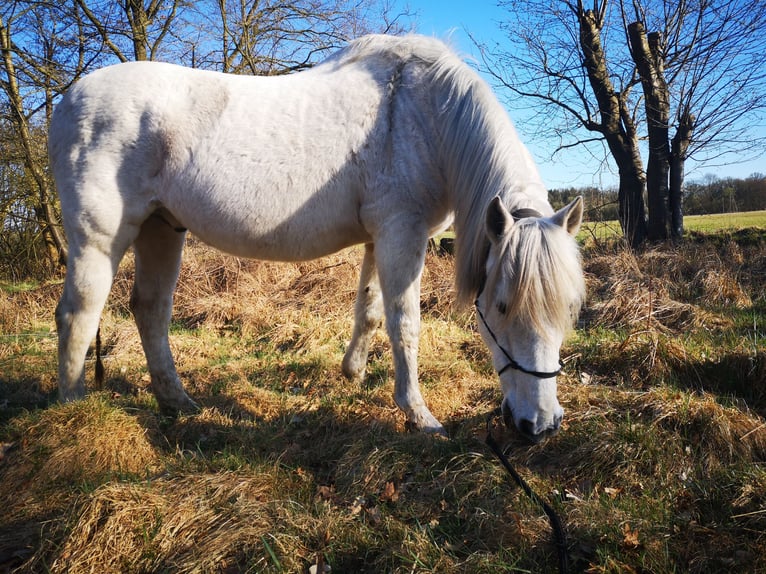 PRE Wallach 23 Jahre 157 cm Schimmel in B&#xF6;nningstedt