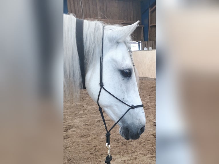 PRE Wallach 23 Jahre 157 cm Schimmel in B&#xF6;nningstedt