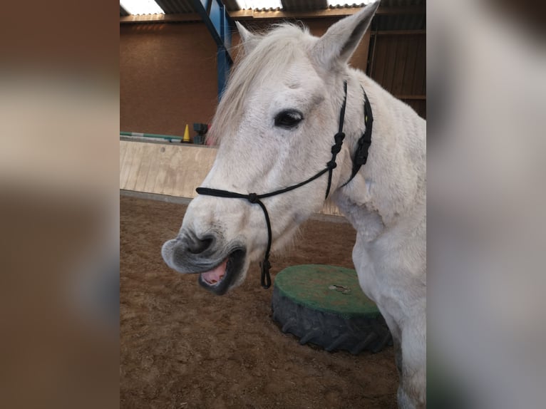 PRE Wallach 24 Jahre 157 cm Schimmel in Bönningstedt