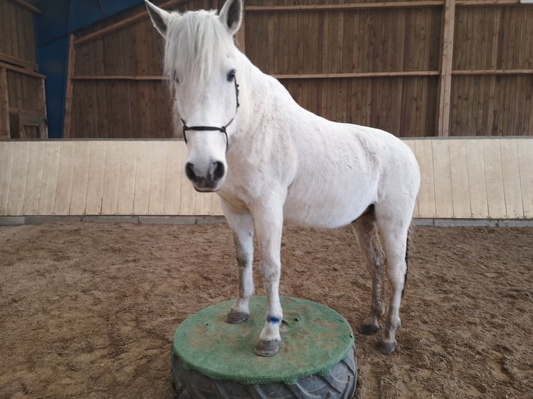 PRE Wallach 24 Jahre 157 cm Schimmel in Bönningstedt