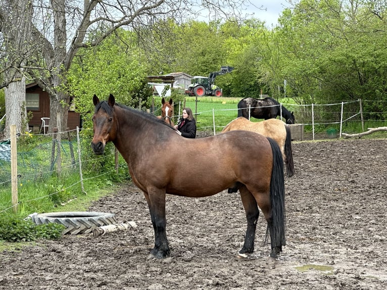PRE Mix Wallach 24 Jahre Brauner in Korntal-Münchingen