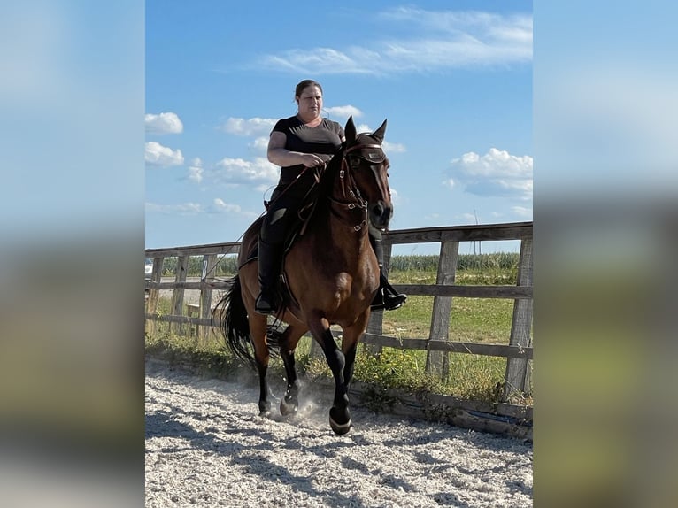 PRE Mix Wallach 24 Jahre Brauner in Korntal-Münchingen