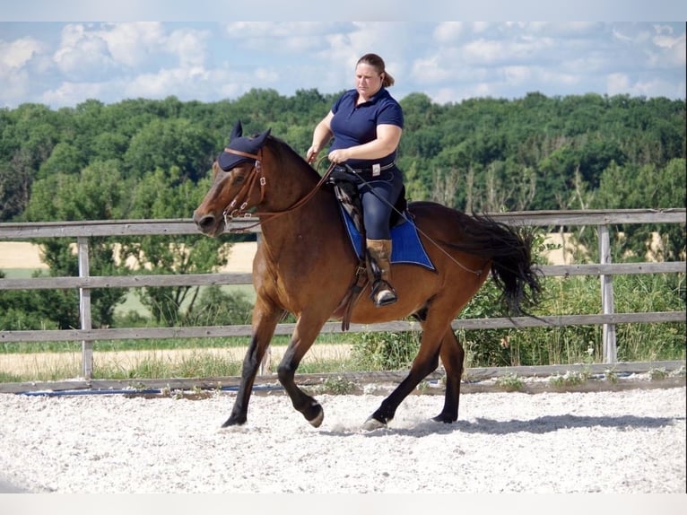 PRE Mix Wallach 24 Jahre Brauner in Korntal-Münchingen