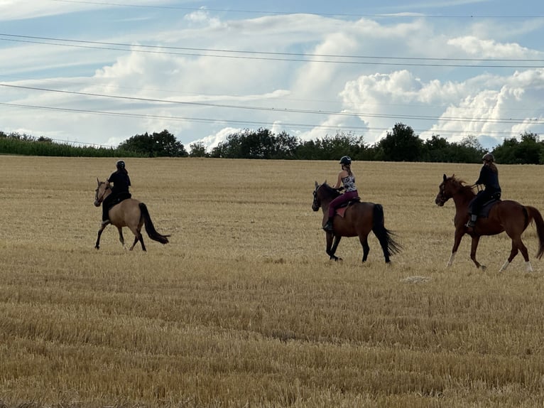 PRE Mix Wallach 24 Jahre Brauner in Korntal-Münchingen