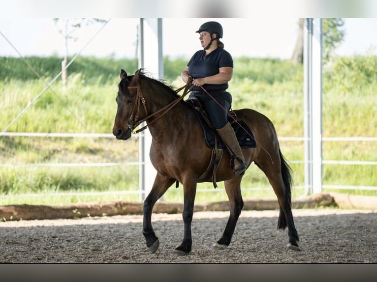 PRE Mix Wallach 24 Jahre Brauner in Korntal-Münchingen