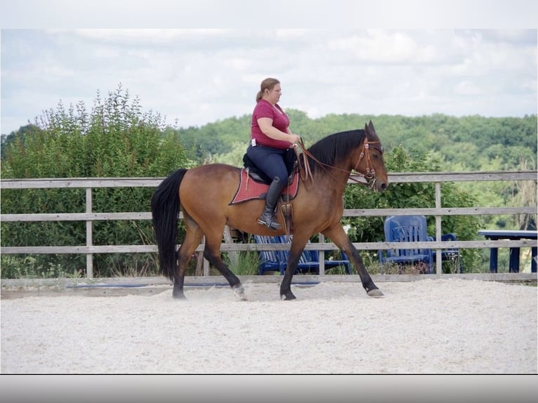 PRE Mix Wallach 24 Jahre Brauner in Korntal-Münchingen