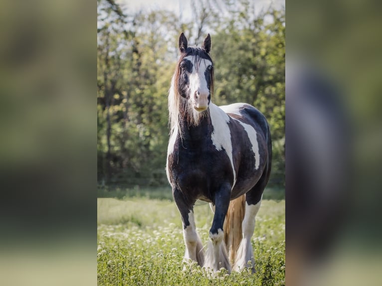 PRE Mix Wallach 2 Jahre 140 cm Rappe in Ensheim