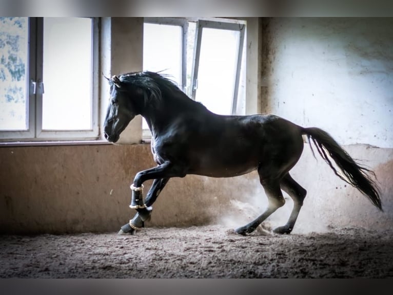 PRE Mix Wallach 2 Jahre 140 cm Rappe in Ensheim