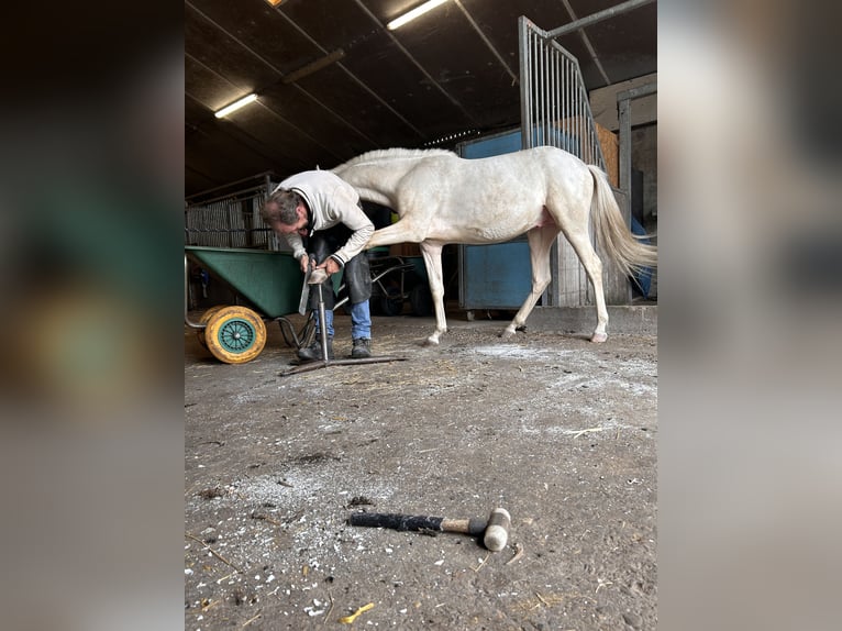 PRE Mix Wallach 2 Jahre 144 cm Palomino in Zevenbergen