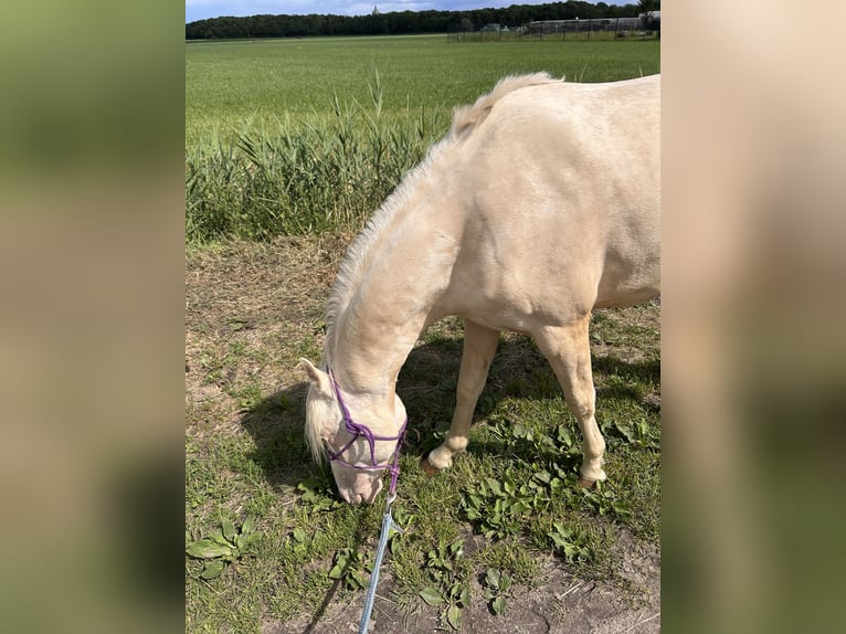 PRE Mix Wallach 2 Jahre 144 cm Palomino in Zevenbergen