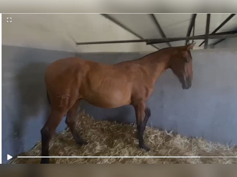 PRE Mix Wallach 2 Jahre 153 cm Hellbrauner in Navalvillar De Pela