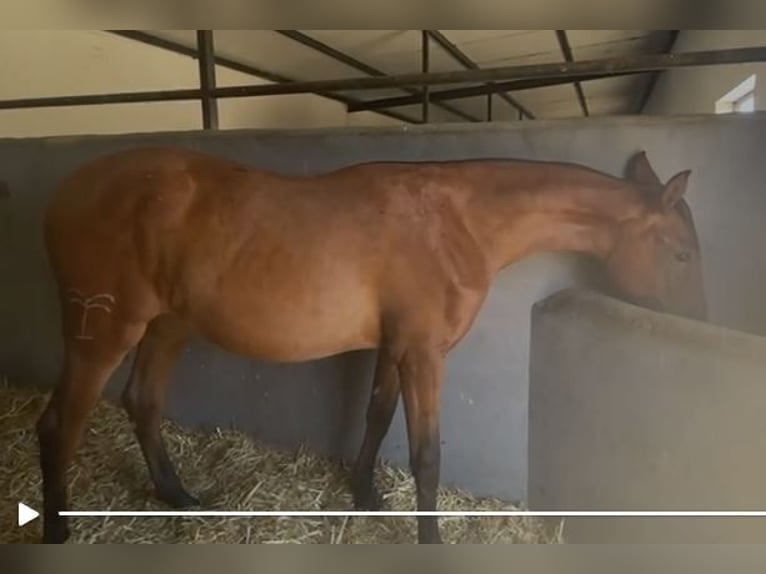 PRE Mix Wallach 2 Jahre 153 cm Hellbrauner in Navalvillar De Pela