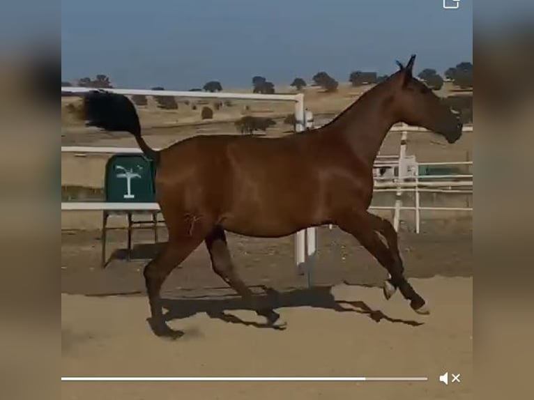 PRE Mix Wallach 2 Jahre 153 cm Hellbrauner in Navalvillar De Pela