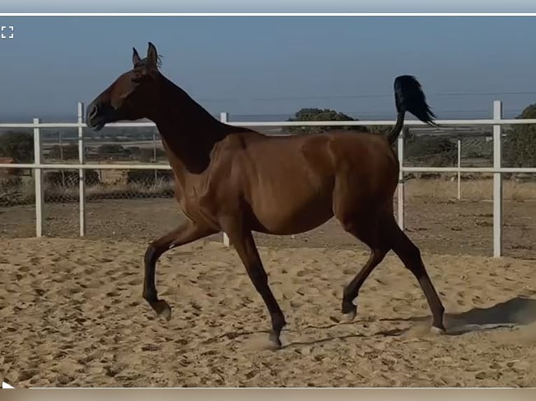PRE Mix Wallach 2 Jahre 153 cm Hellbrauner in Navalvillar De Pela