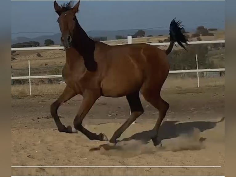 PRE Mix Wallach 2 Jahre 153 cm Hellbrauner in Navalvillar De Pela