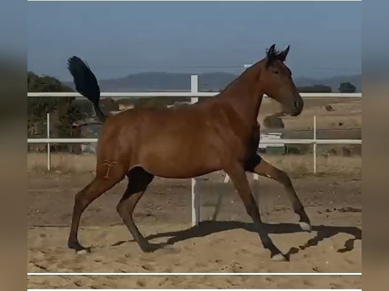 PRE Mix Wallach 2 Jahre 153 cm Hellbrauner in Navalvillar De Pela