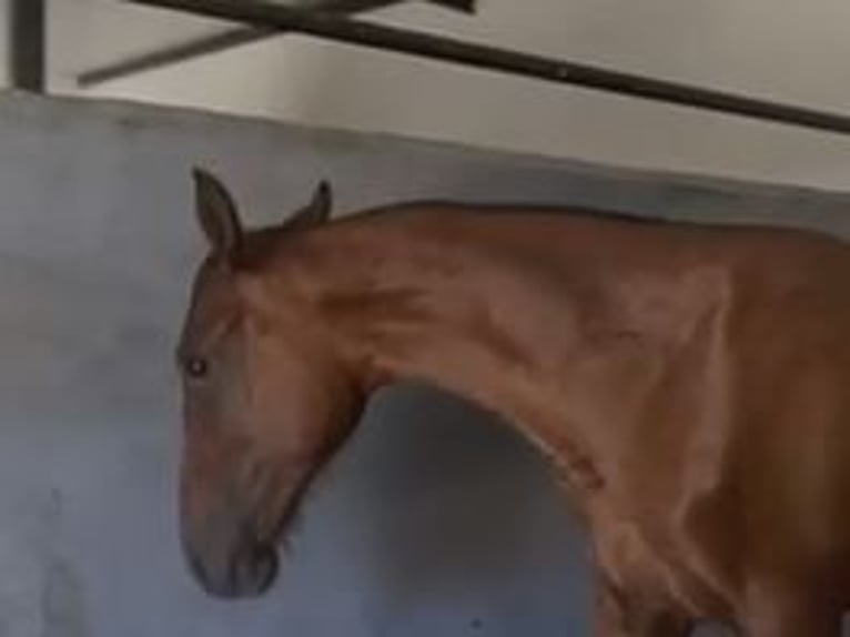 PRE Mix Wallach 2 Jahre 153 cm Hellbrauner in Navalvillar De Pela