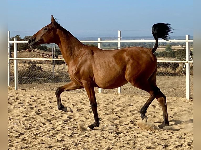 PRE Mix Wallach 2 Jahre 153 cm Hellbrauner in Navalvillar De Pela