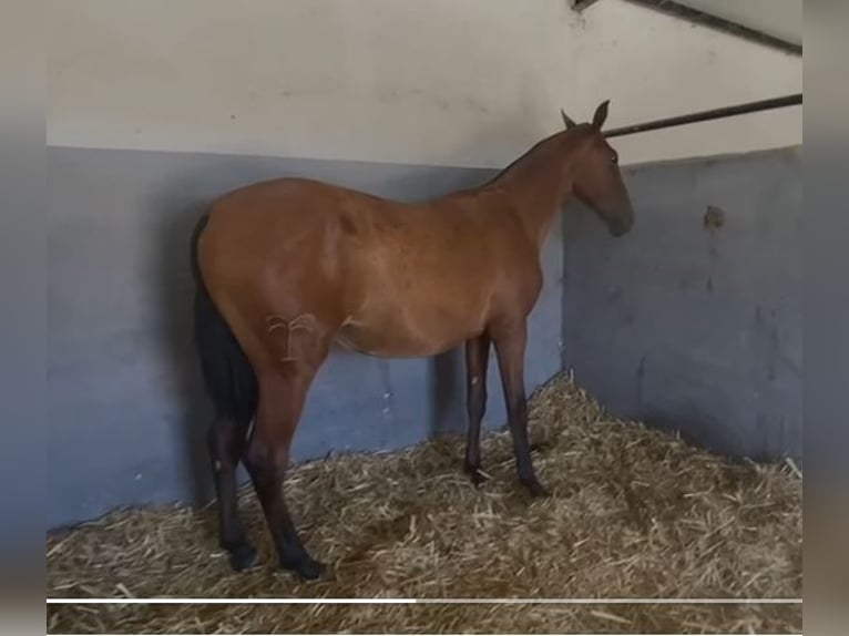 PRE Mix Wallach 2 Jahre 153 cm Hellbrauner in Navalvillar De Pela