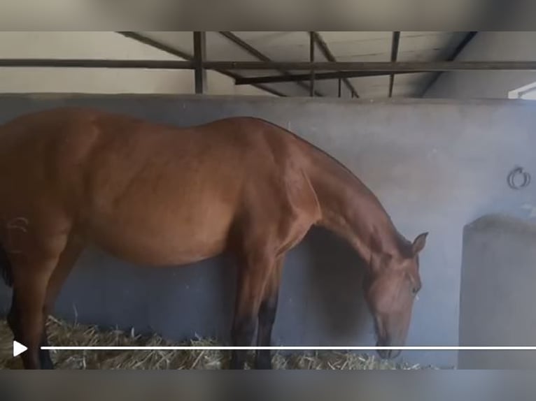 PRE Mix Wallach 2 Jahre 153 cm Hellbrauner in Navalvillar De Pela