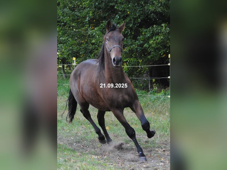 PRE Mix Wallach 2 Jahre 157 cm Brauner in BOSSEL-BURWEG
