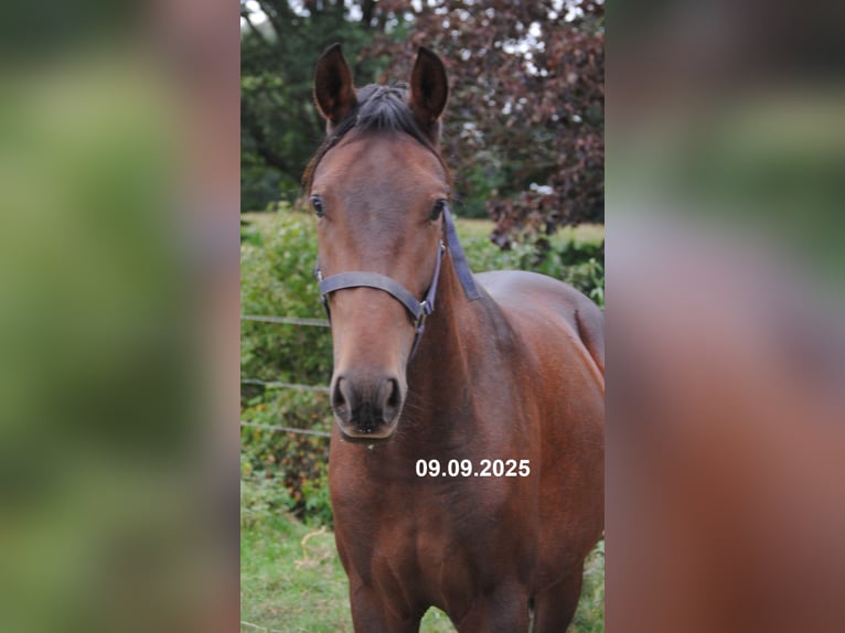 PRE Mix Wallach 2 Jahre 157 cm Brauner in BOSSEL-BURWEG