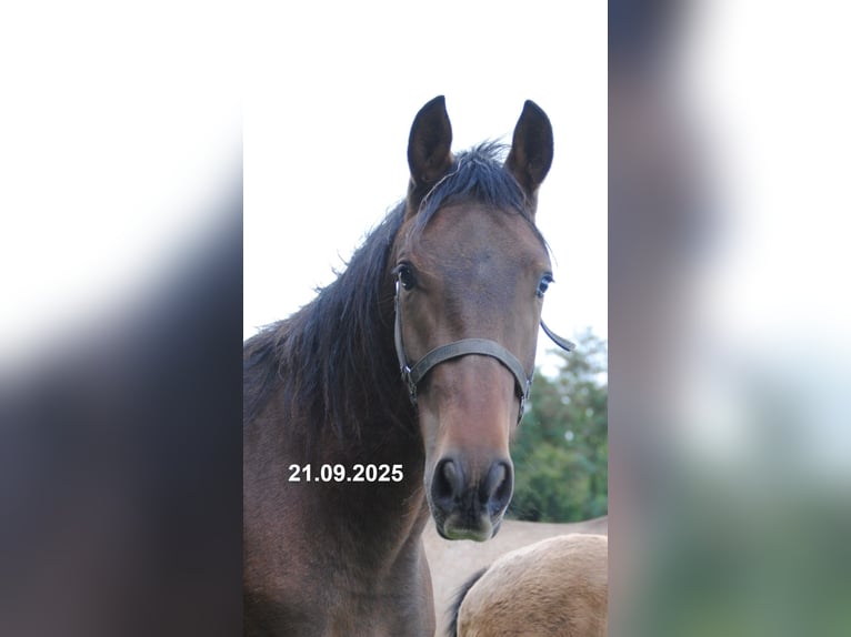 PRE Mix Wallach 2 Jahre 157 cm Brauner in BOSSEL-BURWEG