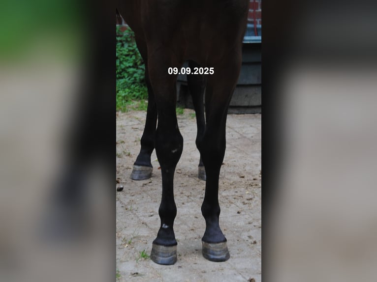 PRE Mix Wallach 2 Jahre 157 cm Brauner in BOSSEL-BURWEG