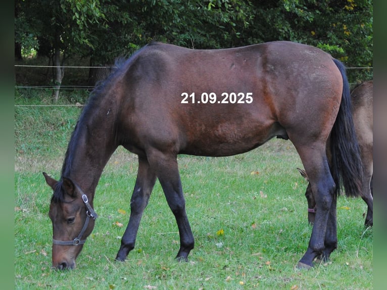 PRE Mix Wallach 2 Jahre 157 cm Brauner in BOSSEL-BURWEG
