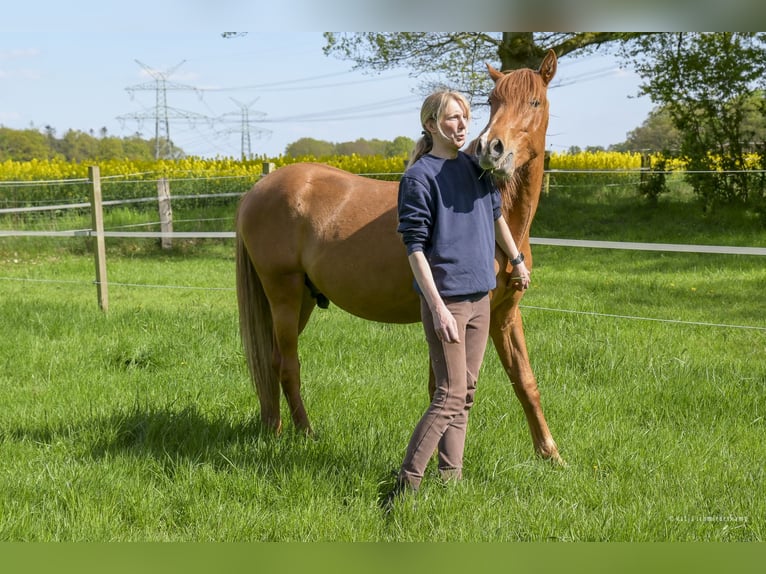 PRE Mix Wallach 2 Jahre 157 cm Fuchs in Steyerberg