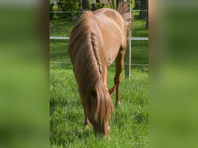 PRE Mix Wallach 2 Jahre 157 cm Fuchs in Steyerberg
