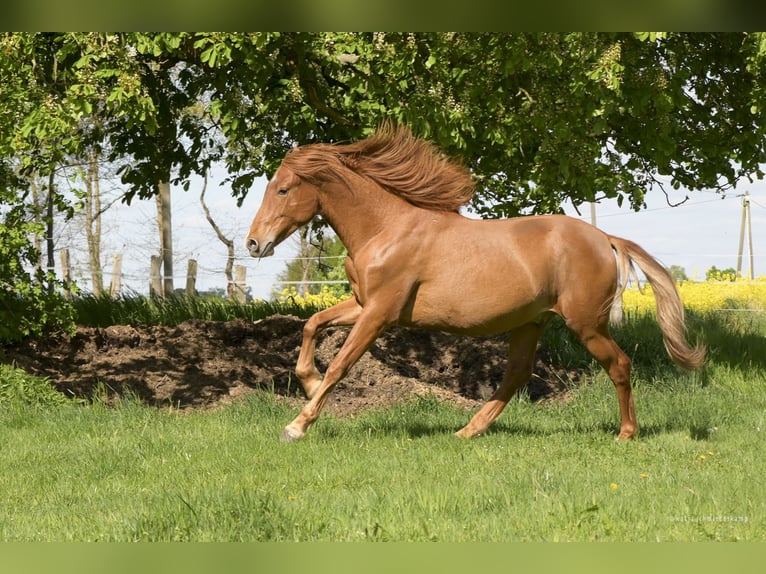 PRE Mix Wallach 2 Jahre 157 cm Fuchs in Steyerberg
