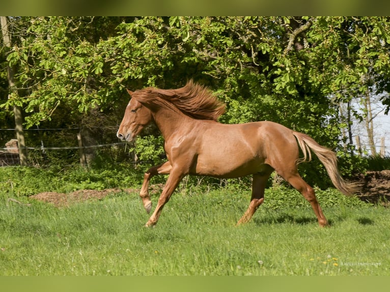 PRE Mix Wallach 2 Jahre 157 cm Fuchs in Steyerberg