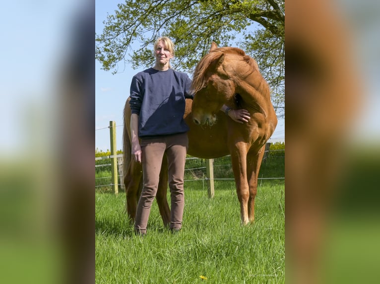 PRE Mix Wallach 2 Jahre 157 cm Fuchs in Steyerberg