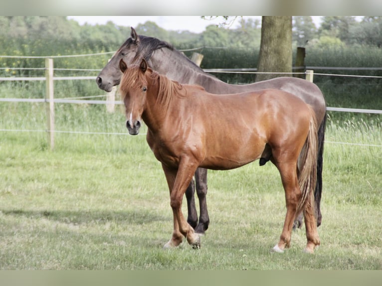 PRE Wallach 2 Jahre 157 cm Fuchs in Steyerberg