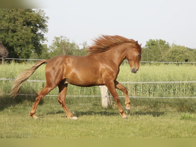 PRE Wallach 2 Jahre 157 cm Fuchs in Steyerberg