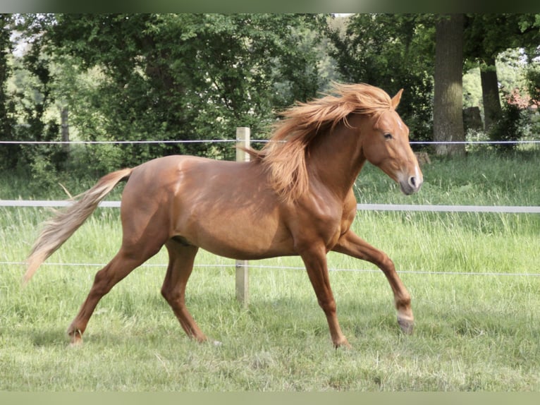 PRE Wallach 2 Jahre 157 cm Fuchs in Steyerberg