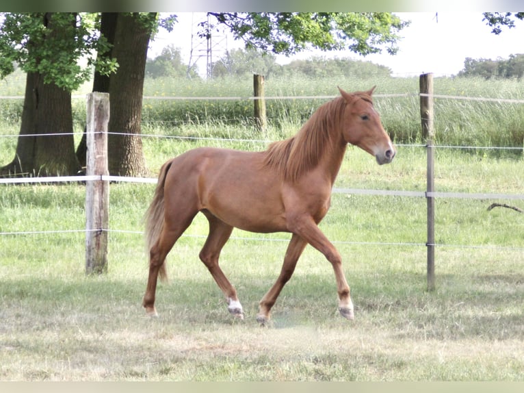 PRE Wallach 2 Jahre 157 cm Fuchs in Steyerberg