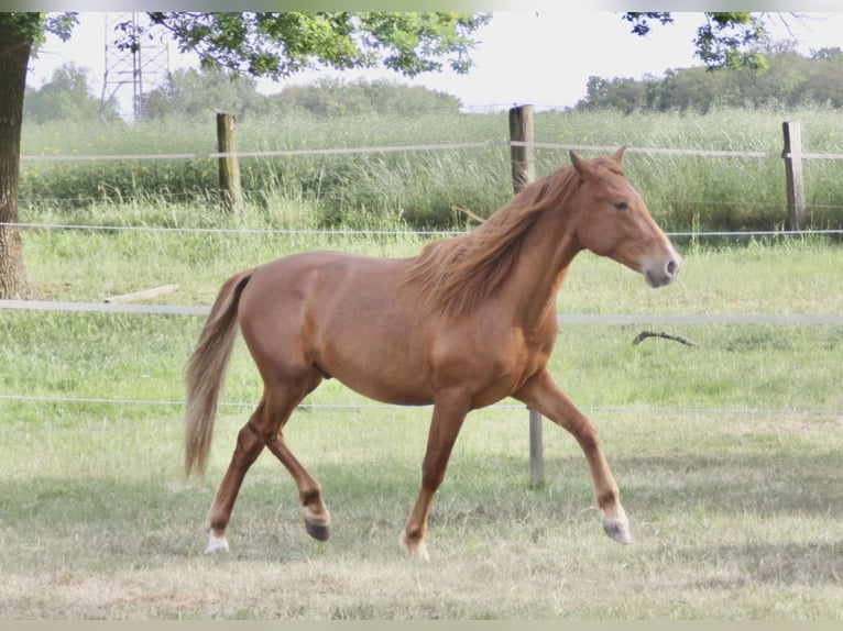PRE Wallach 2 Jahre 157 cm Fuchs in Steyerberg