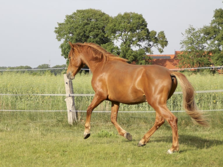 PRE Wallach 2 Jahre 157 cm Fuchs in Steyerberg