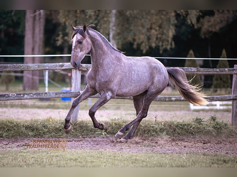 PRE Mix Wallach 2 Jahre 157 cm Schimmel in Traventhal
